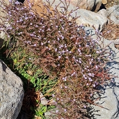 Unidentified Other Wildflower or Herb at Glenelg North, SA - 29 Dec 2024 by Mike