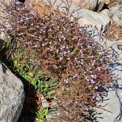Unverified Other Wildflower or Herb at Glenelg North, SA - 29 Dec 2024 by Mike