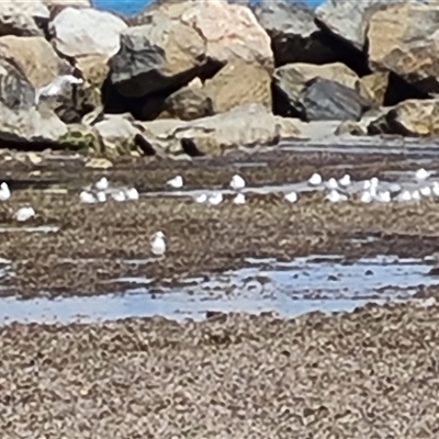 Chroicocephalus novaehollandiae (Silver Gull) at Glenelg, SA - 29 Dec 2024 by Mike