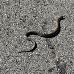 Notechis scutatus (Tiger Snake) at Throsby, ACT - 19 Dec 2024 by JasonC