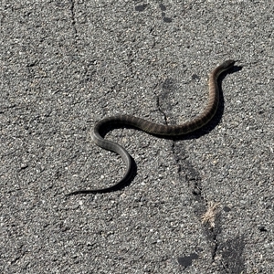 Notechis scutatus (Tiger Snake) at Throsby, ACT by JasonC