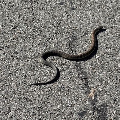 Notechis scutatus (Tiger Snake) at Throsby, ACT - 20 Dec 2024 by JasonC