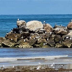 Phalacrocorax fuscescens (Black-faced Cormorant) at Glenelg, SA by Mike