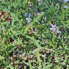Unverified Other Wildflower or Herb at Glenelg, SA - 29 Dec 2024 by Mike