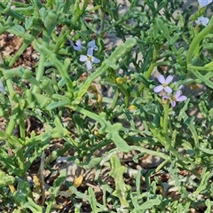 Unidentified Other Wildflower or Herb at Glenelg, SA - 29 Dec 2024 by Mike