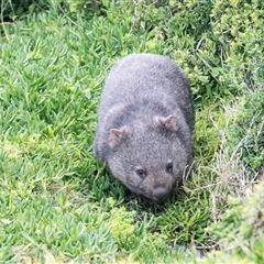 Vombatus ursinus (Common wombat, Bare-nosed Wombat) at Green Cape, NSW - 18 Oct 2022 by AlisonMilton