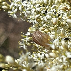 Cornu aspersum (Common Garden Snail) at Hughes, ACT by LisaH