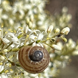 Cornu aspersum at Hughes, ACT - 29 Dec 2024 02:31 PM