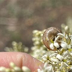 Cornu aspersum at Hughes, ACT - 29 Dec 2024