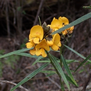 Callistachys lanceolata at Porongurup, WA by AnneG1