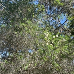 Melaleuca armillaris subsp. armillaris (Giant Honey-myrtle) at Ulladulla, NSW - 6 Oct 2024 by Clarel