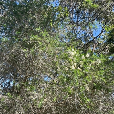 Melaleuca armillaris subsp. armillaris (Giant Honey-myrtle) at Ulladulla, NSW - 5 Oct 2024 by Clarel