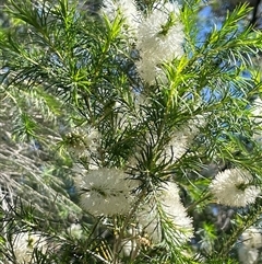 Melaleuca armillaris subsp. armillaris at Ulladulla, NSW - 6 Oct 2024