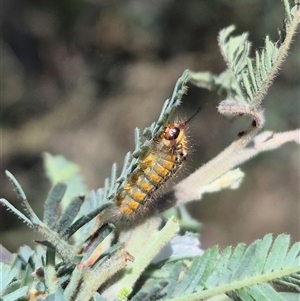 Acyphas semiochrea at Bungendore, NSW - 29 Dec 2024