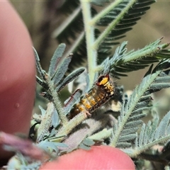 Acyphas semiochrea at Bungendore, NSW - 29 Dec 2024