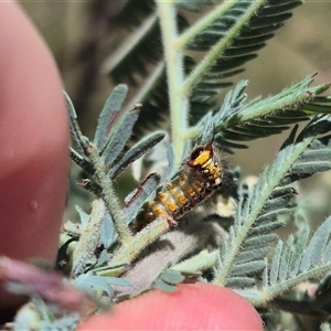 Acyphas semiochrea at Bungendore, NSW - 29 Dec 2024