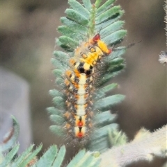 Acyphas semiochrea at Bungendore, NSW - 29 Dec 2024