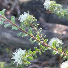 Kunzea capitata (Pink Kunzea) at Ulladulla, NSW - 5 Oct 2024 by Clarel