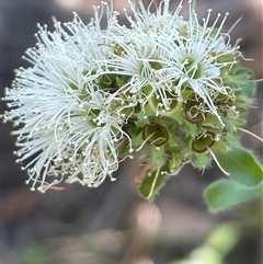 Kunzea capitata at Ulladulla, NSW - suppressed