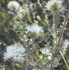 Kunzea capitata at Ulladulla, NSW - suppressed