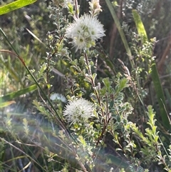 Kunzea capitata at Ulladulla, NSW - suppressed