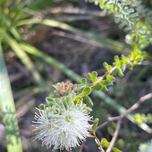 Kunzea capitata at Ulladulla, NSW - suppressed