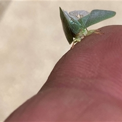 Siphanta sp. (genus) (Green planthopper, Torpedo bug) at Theodore, ACT - 29 Dec 2024 by Cardy