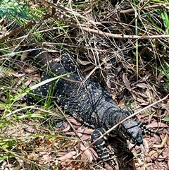 Varanus varius (Lace Monitor) at Dunbogan, NSW - 23 Dec 2024 by LPW