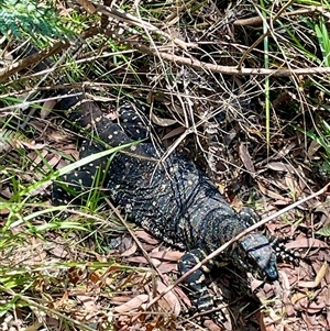 Varanus varius at Dunbogan, NSW - suppressed