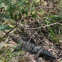 Varanus varius at Dunbogan, NSW - suppressed