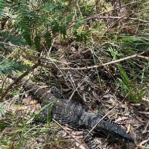 Varanus varius at Dunbogan, NSW - suppressed