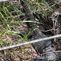 Varanus varius at Dunbogan, NSW - suppressed