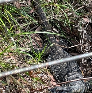 Varanus varius at Dunbogan, NSW - suppressed