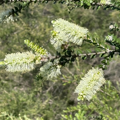 Melaleuca squarrosa (Bottle-brush Teatree) at Ulladulla, NSW - 6 Oct 2024 by Clarel