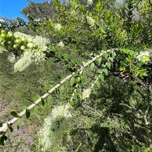 Melaleuca squarrosa at Ulladulla, NSW - 6 Oct 2024 10:09 AM