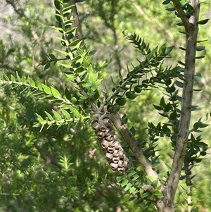 Melaleuca squarrosa at Ulladulla, NSW - 6 Oct 2024 10:09 AM