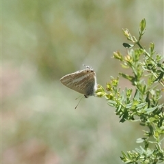 Lampides boeticus (Long-tailed Pea-blue) at Red Hill, ACT - 8 Dec 2024 by RAllen