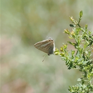 Lampides boeticus (Long-tailed Pea-blue) at Red Hill, ACT by RAllen