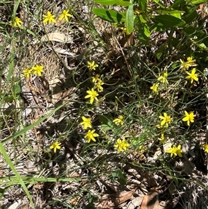 Tricoryne elatior (Yellow Rush Lily) at Hackett, ACT by cmobbs