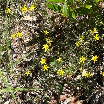 Tricoryne elatior (Yellow Rush Lily) at Hackett, ACT - 18 Dec 2024 by cmobbs