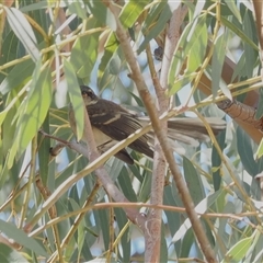 Rhipidura albiscapa (Grey Fantail) at Curtin, ACT - 11 Dec 2024 by RAllen