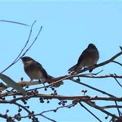 Rhipidura albiscapa at Curtin, ACT - 12 Dec 2024