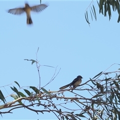 Rhipidura albiscapa at Curtin, ACT - 12 Dec 2024