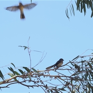 Rhipidura albiscapa at Curtin, ACT - 12 Dec 2024