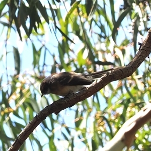 Rhipidura albiscapa at Curtin, ACT - 12 Dec 2024