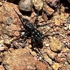 Nyssus albopunctatus (White-spotted swift spider) at Hackett, ACT - 29 Dec 2024 by Pirom