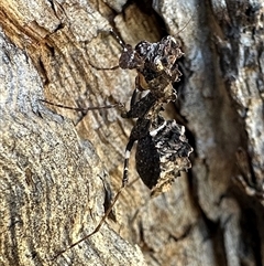 Paraoxypilus tasmaniensis (Black bark mantis or Boxing mantis) at Ainslie, ACT - 28 Dec 2024 by Pirom