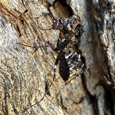 Paraoxypilus tasmaniensis (Black bark mantis or Boxing mantis) at Ainslie, ACT - 28 Dec 2024 by Pirom