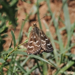 Synemon plana (Golden Sun Moth) at Curtin, ACT - 12 Dec 2024 by RAllen