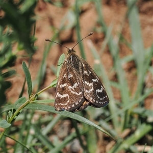 Synemon plana (Golden Sun Moth) at Curtin, ACT by RAllen